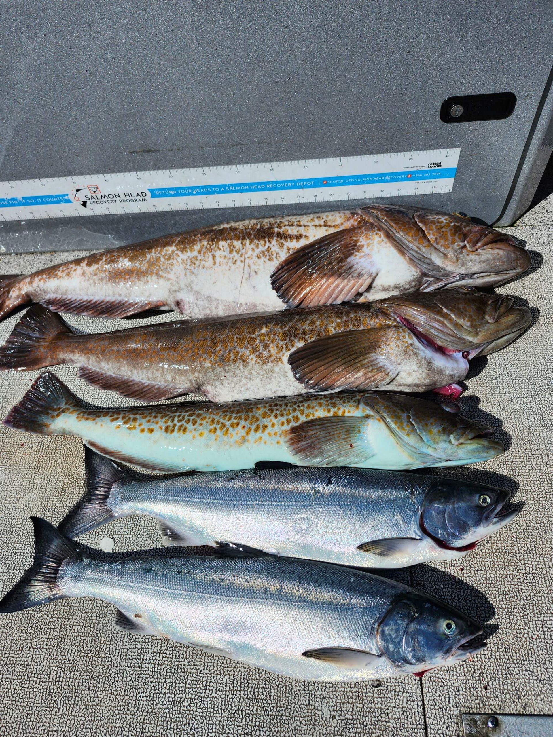 5 freshly caught fish