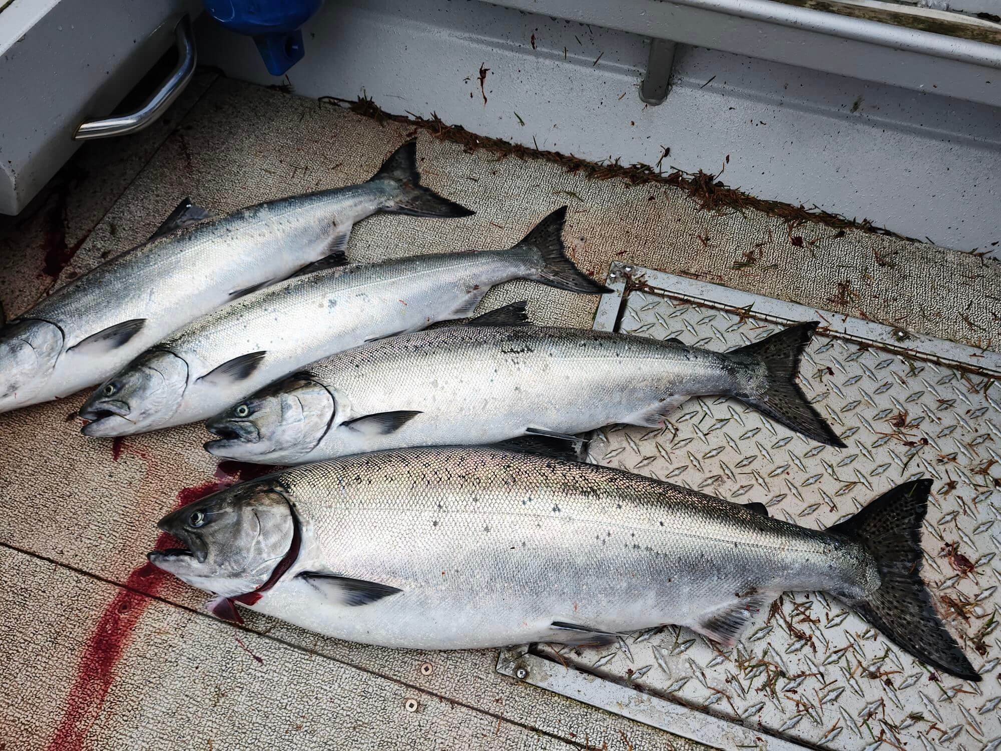 Freshly caught salmon